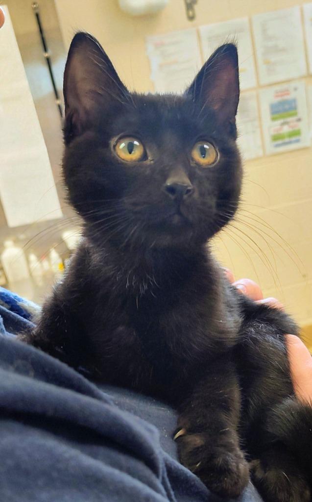 Enlarge El Baby, a Adoptable mixed breed in Grand Forks, ND image 3/3