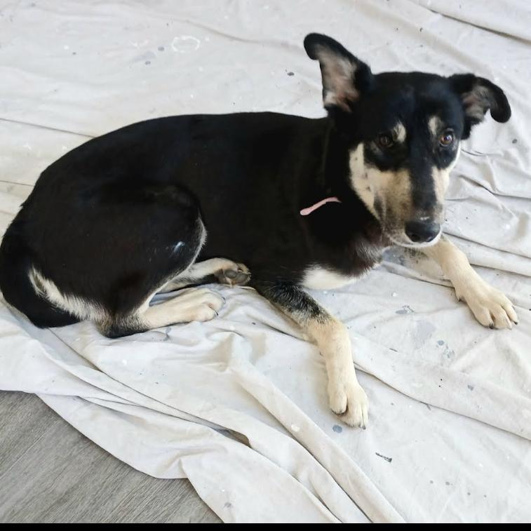 Enlarge Moose, a Adoptable Mixed Breed in Escondido, CA image 2/6