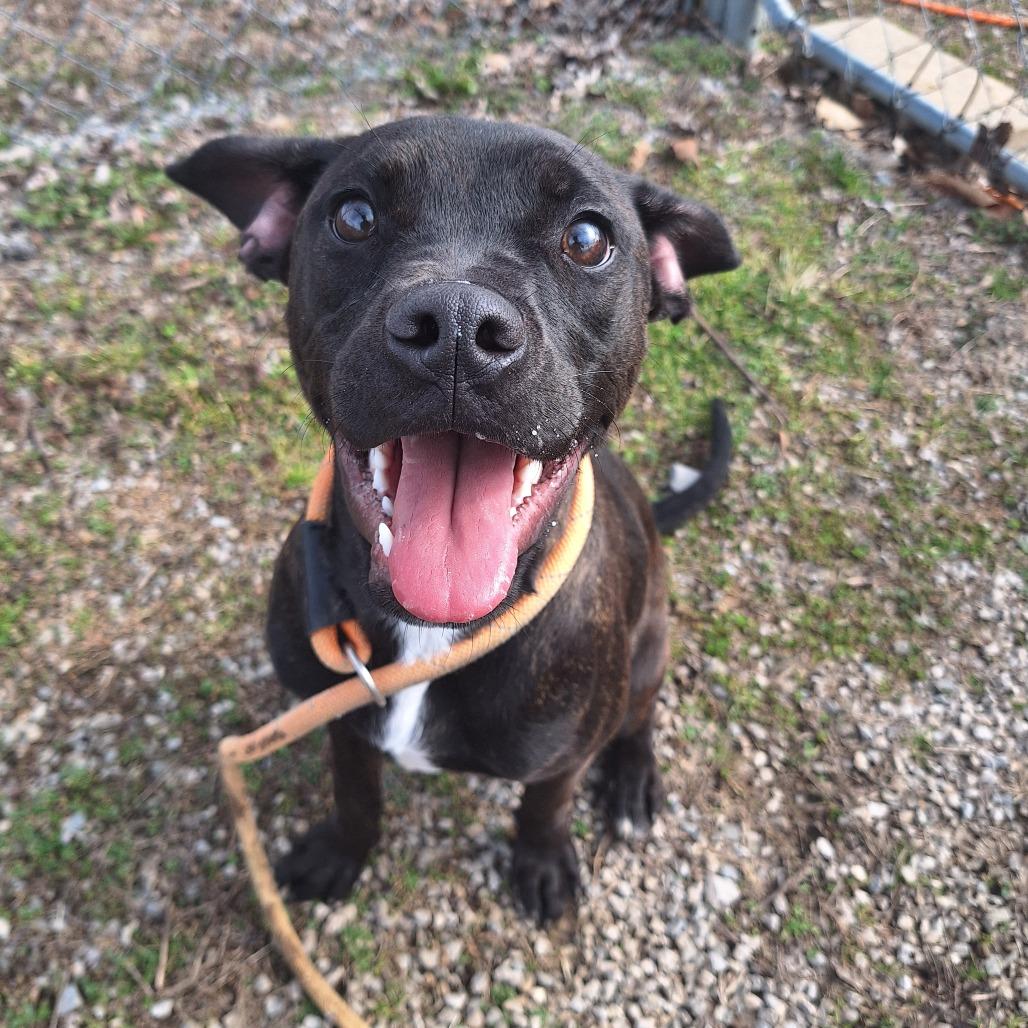 Fang, a ADOPTABLE Mixed Breed in Cape Girardeau, MO image 3/3