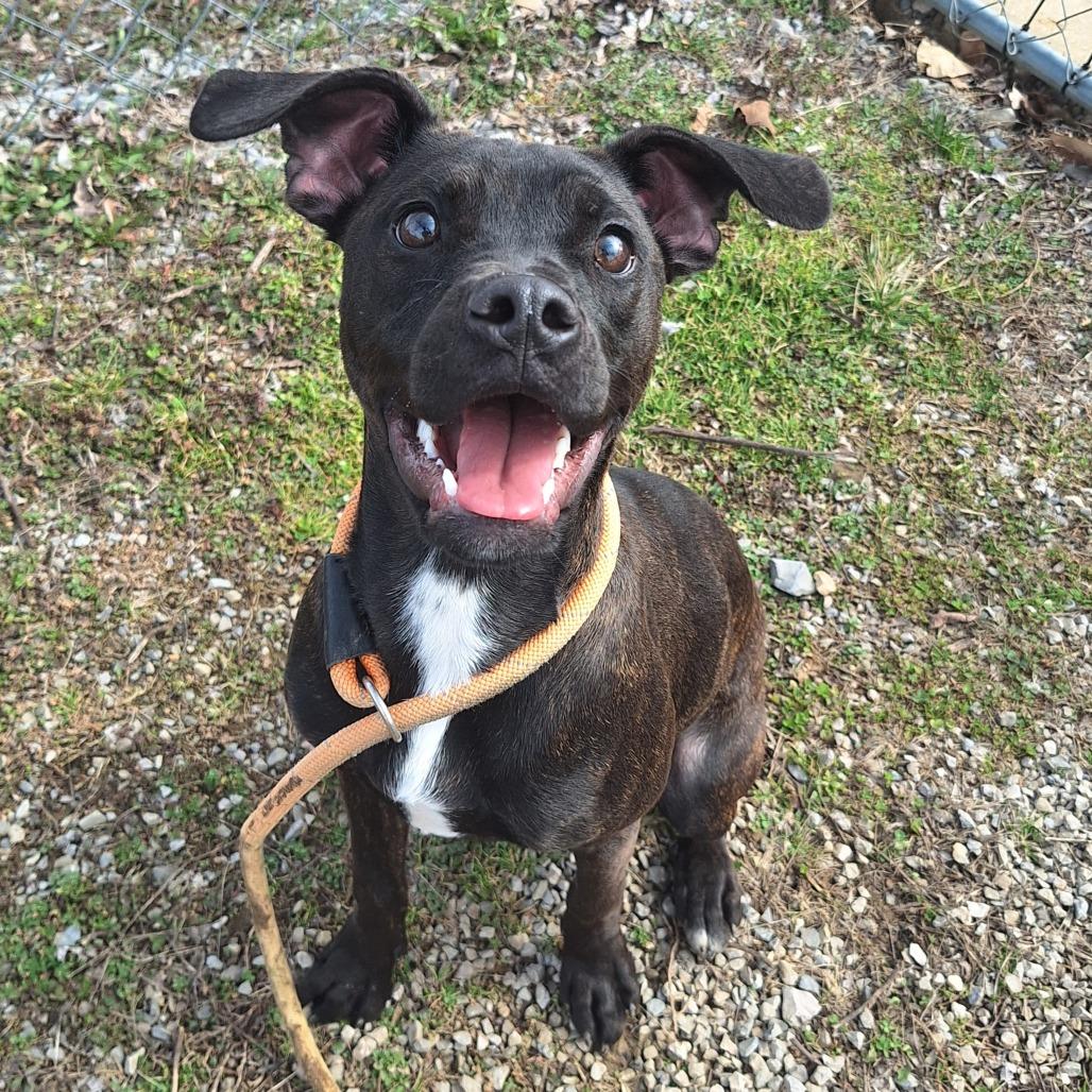 Fang, a ADOPTABLE Mixed Breed in Cape Girardeau, MO image 2/3