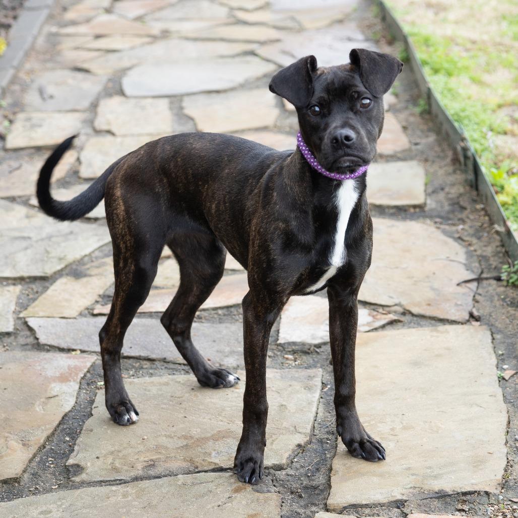 Fang, ADOPTABLE, Young Female Mixed Breed.