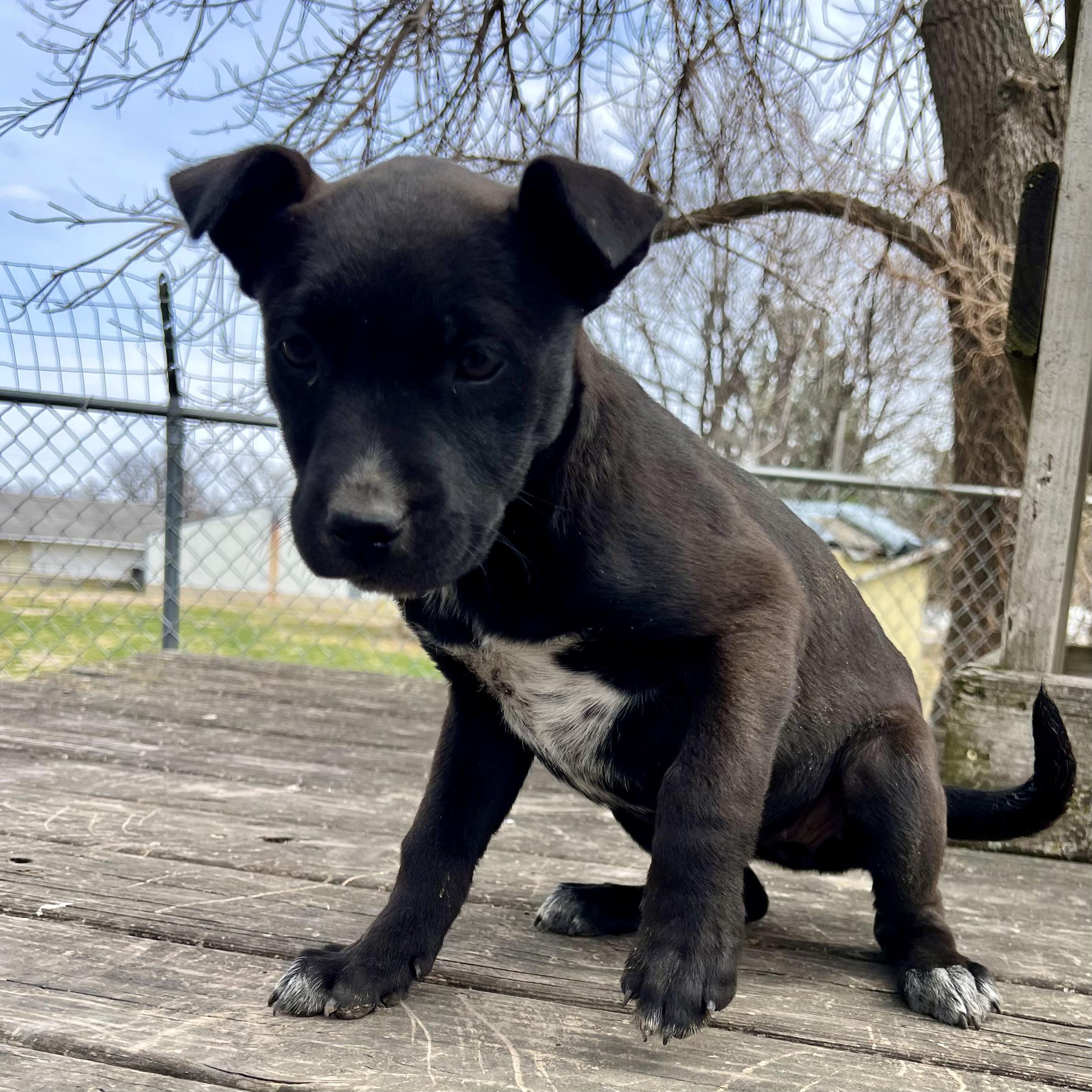 Blair, an adopted mixed breed in Albany, MO image 4/6