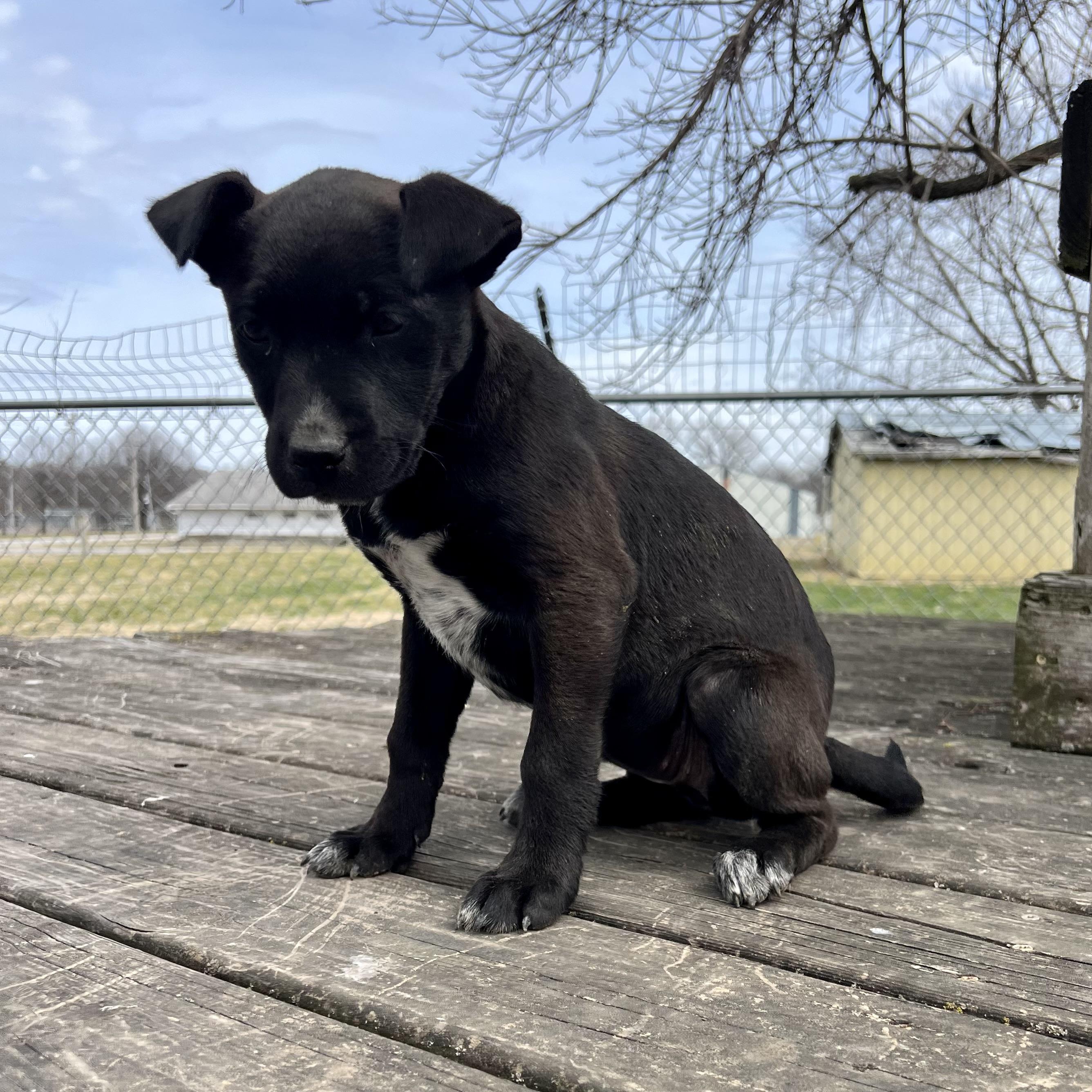 Blair, an adopted mixed breed in Albany, MO image 3/6