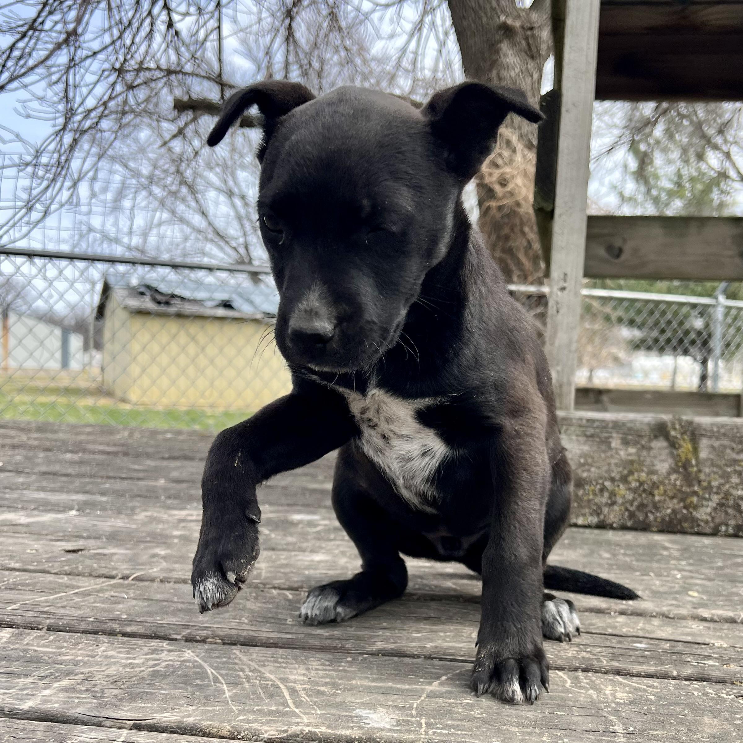Blair, an adopted mixed breed in Albany, MO image 2/6