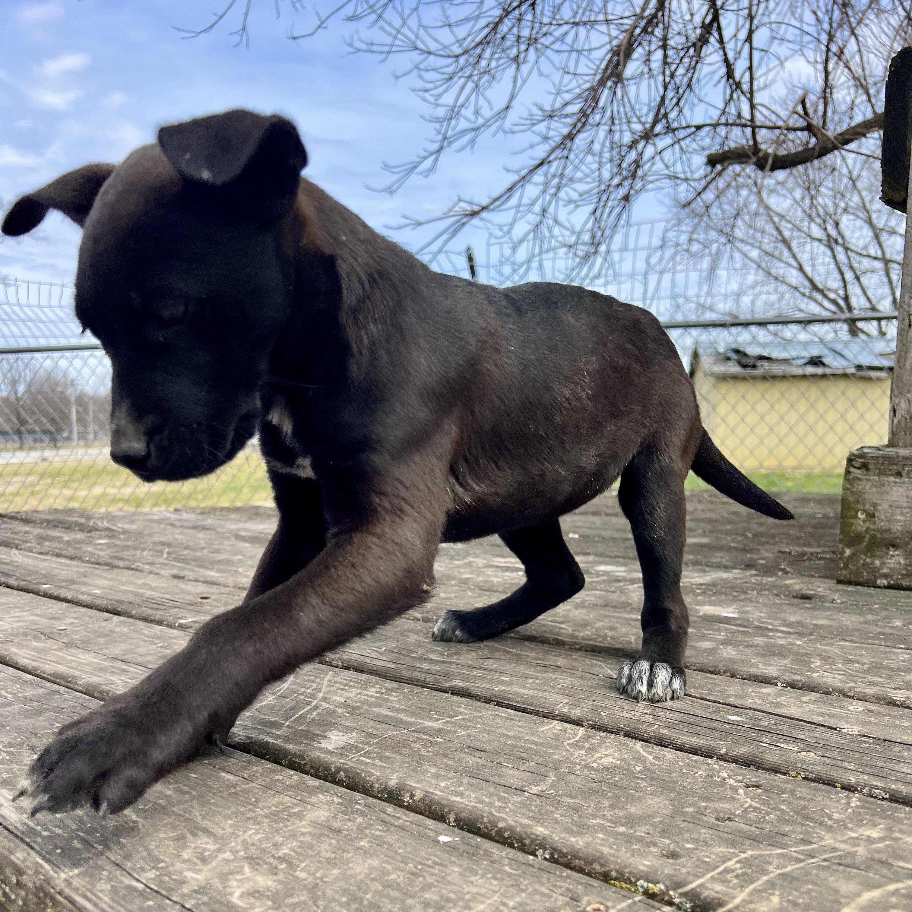 Blair, an adopted mixed breed in Albany, MO image 6/6