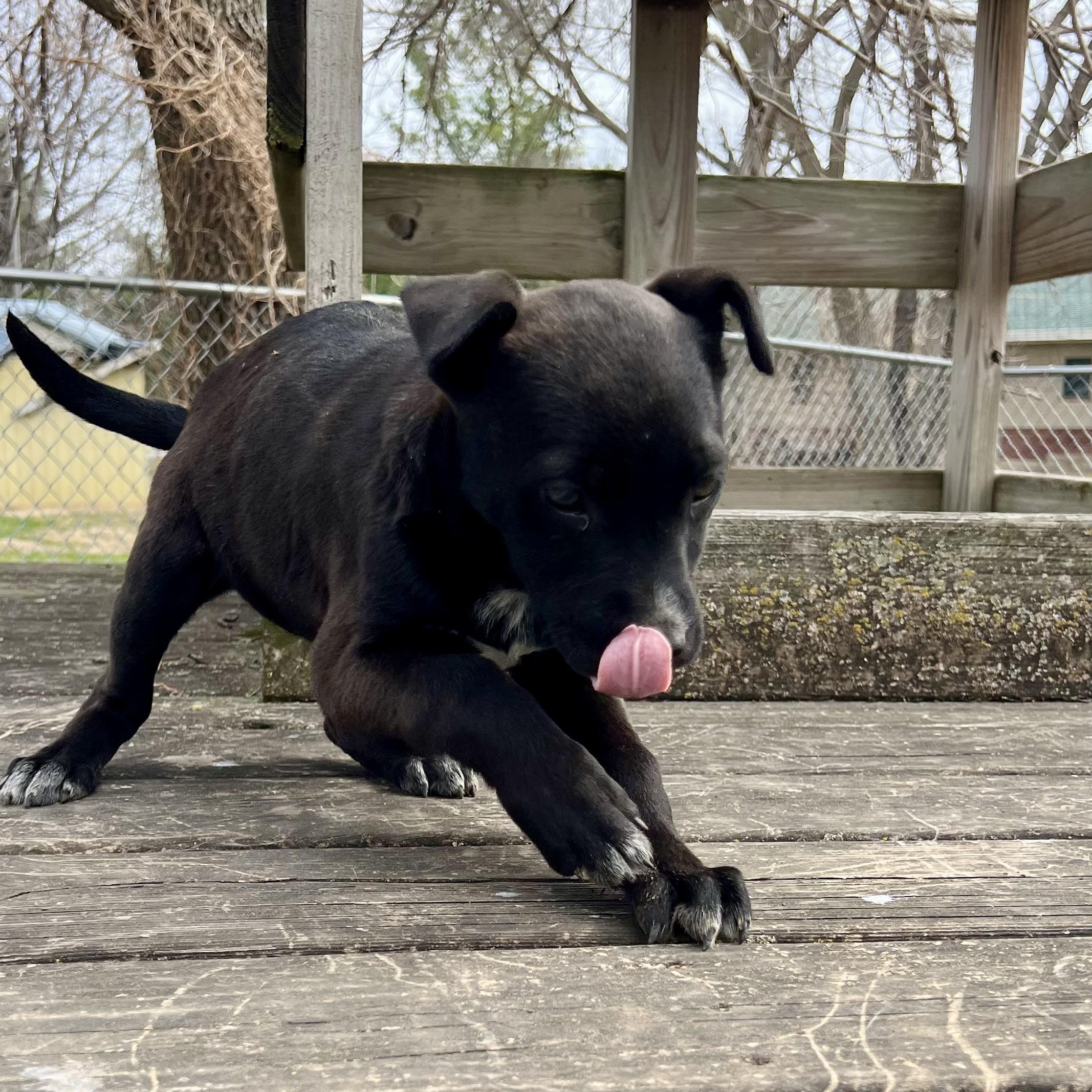 Blair, an adopted mixed breed in Albany, MO image 5/6