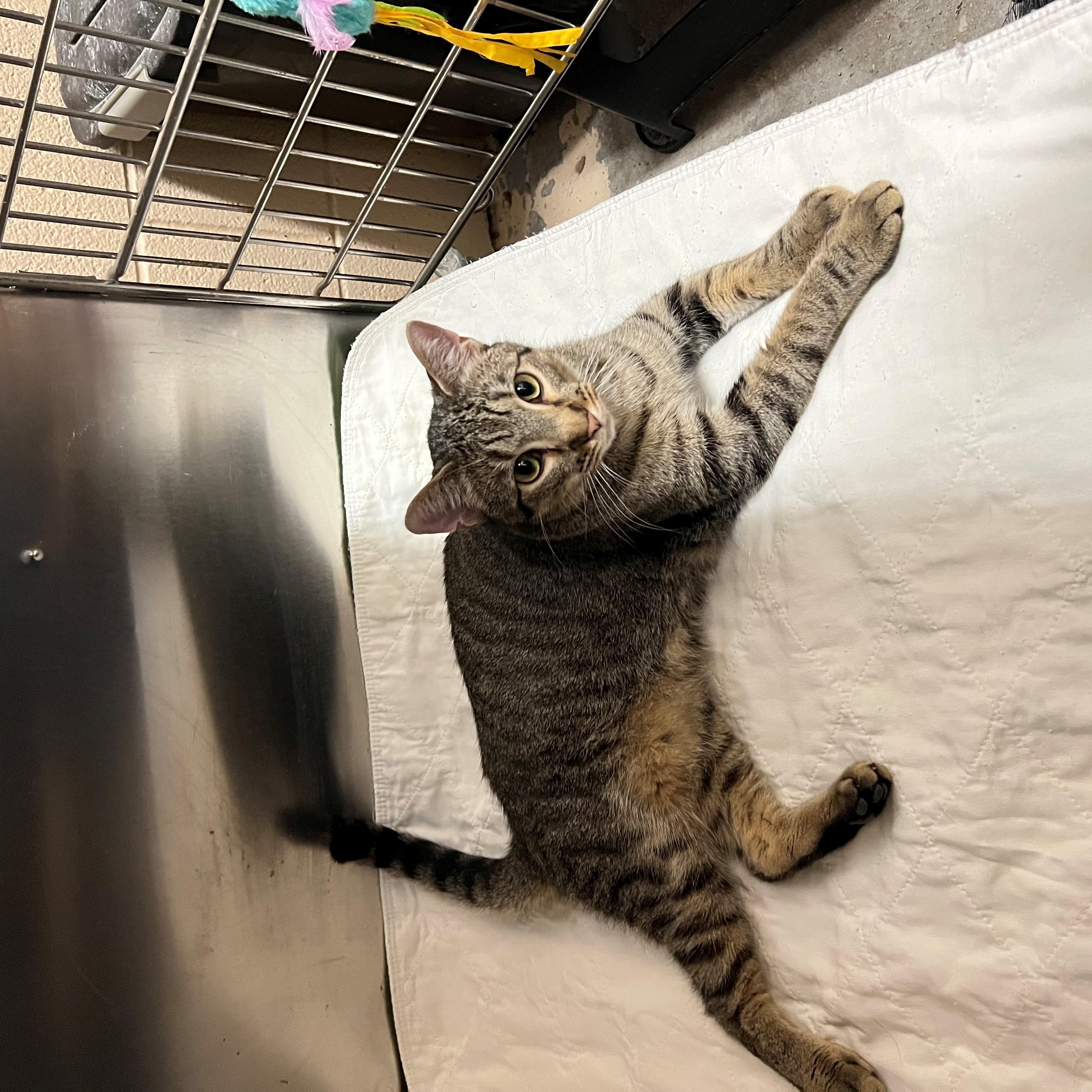 Rain, adopted, Adult Male Tabby.