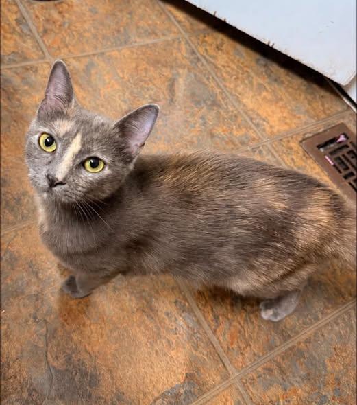 Enlarge Leia, a Adopted Dilute Tortoiseshell in Wilmington, NC image 3/3