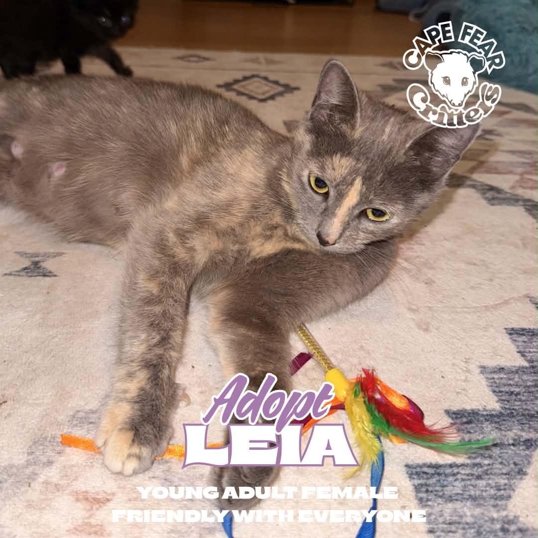 Enlarge Leia, a ADOPTABLE Dilute Tortoiseshell in Wilmington, NC image 1/1