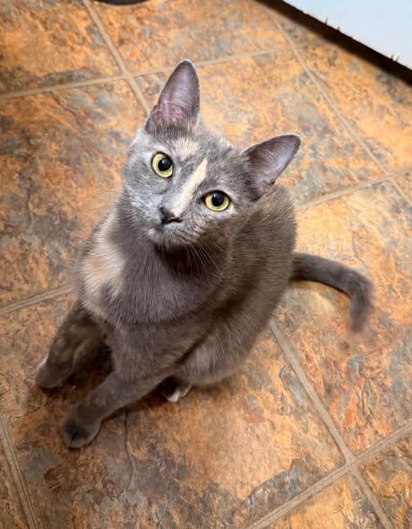 Enlarge Leia, a Adopted Dilute Tortoiseshell in Wilmington, NC image 2/3