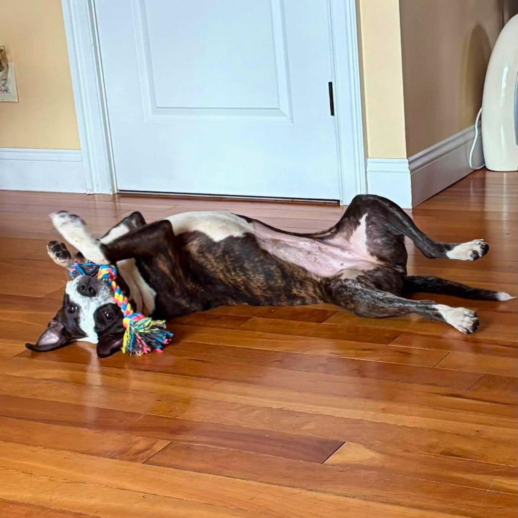 Ramona Flowers, Adoptable, Young Female Mixed Breed.