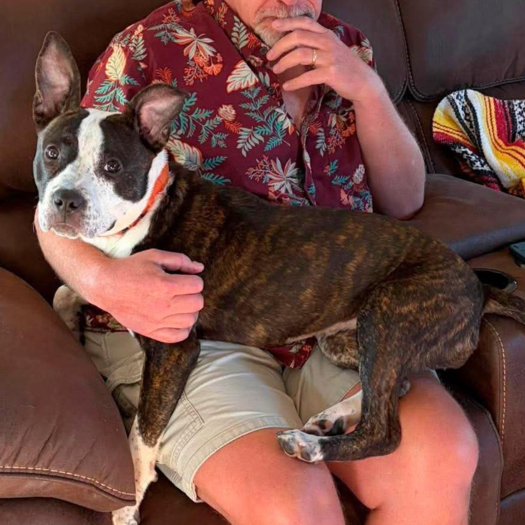 Enlarge Ramona Flowers, a Adoptable Mixed Breed in South Portland, ME image 1/4