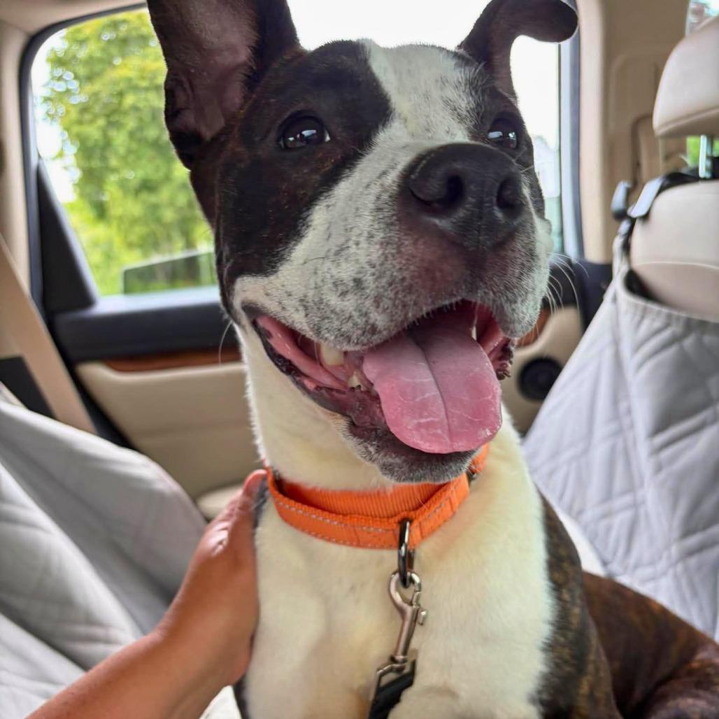 Enlarge Ramona Flowers, a Adoptable Mixed Breed in South Portland, ME image 2/4