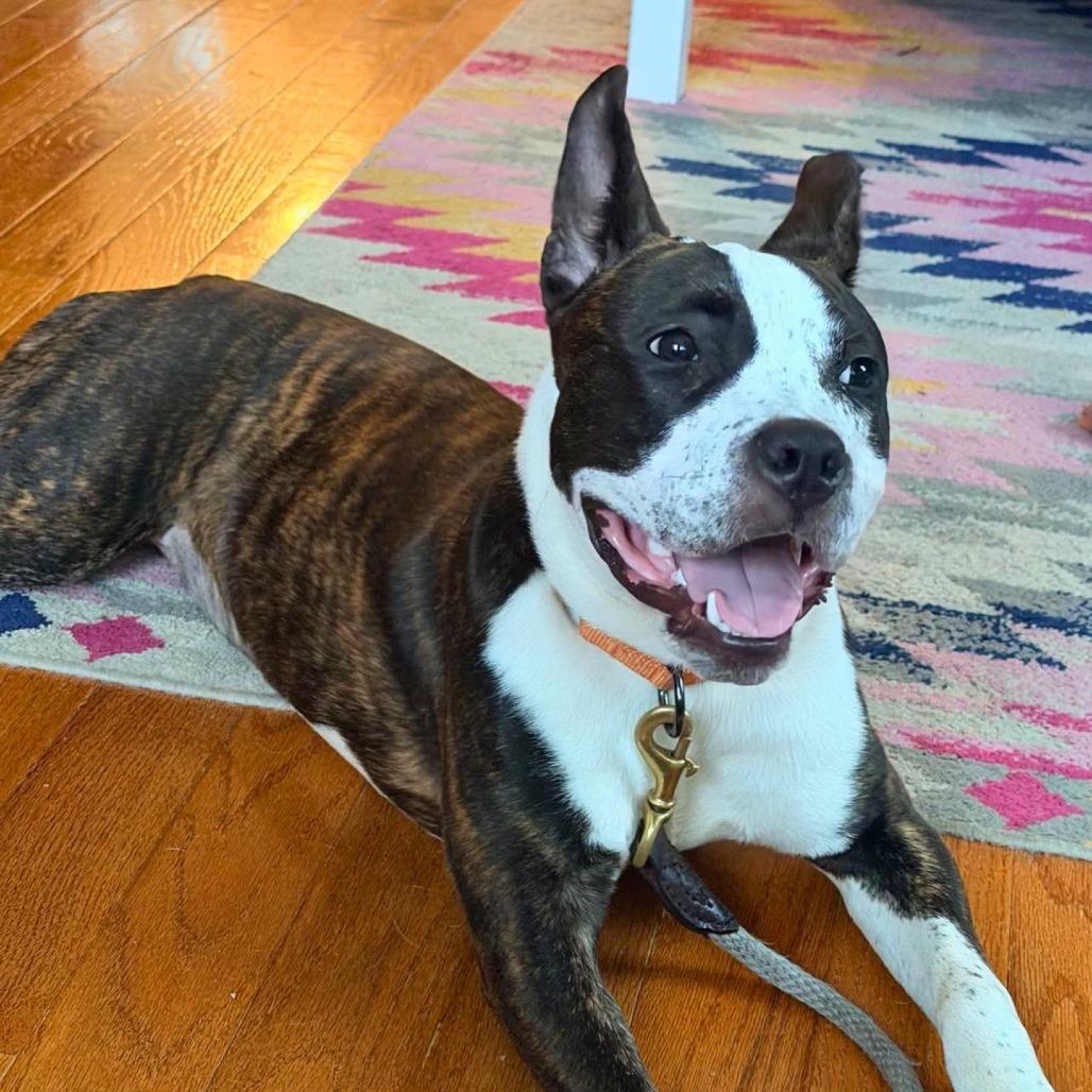 Enlarge Ramona Flowers, a Adoptable Mixed Breed in South Portland, ME image 2/5