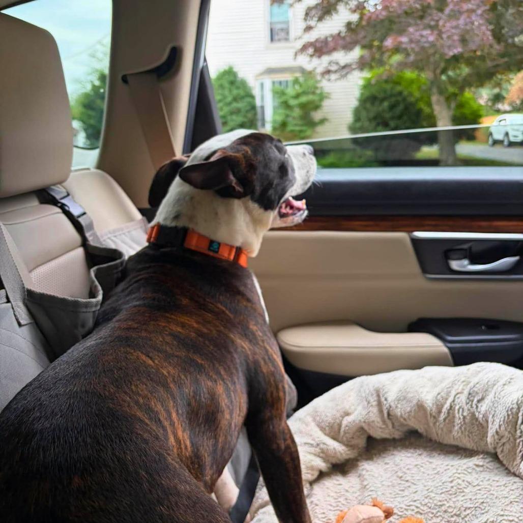 Enlarge Ramona Flowers, a Adoptable Mixed Breed in South Portland, ME image 3/4