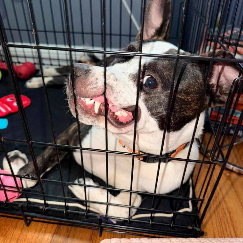 Enlarge Ramona Flowers, a Adoptable Mixed Breed in South Portland, ME image 3/5