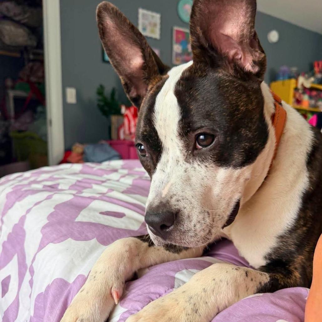 Enlarge Ramona Flowers, a Adoptable Mixed Breed in South Portland, ME image 4/5