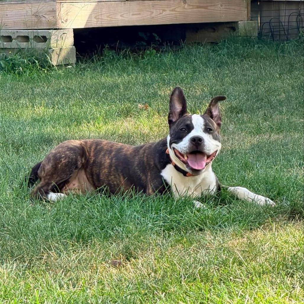 Enlarge Ramona Flowers, a Adoptable Mixed Breed in South Portland, ME image 5/5