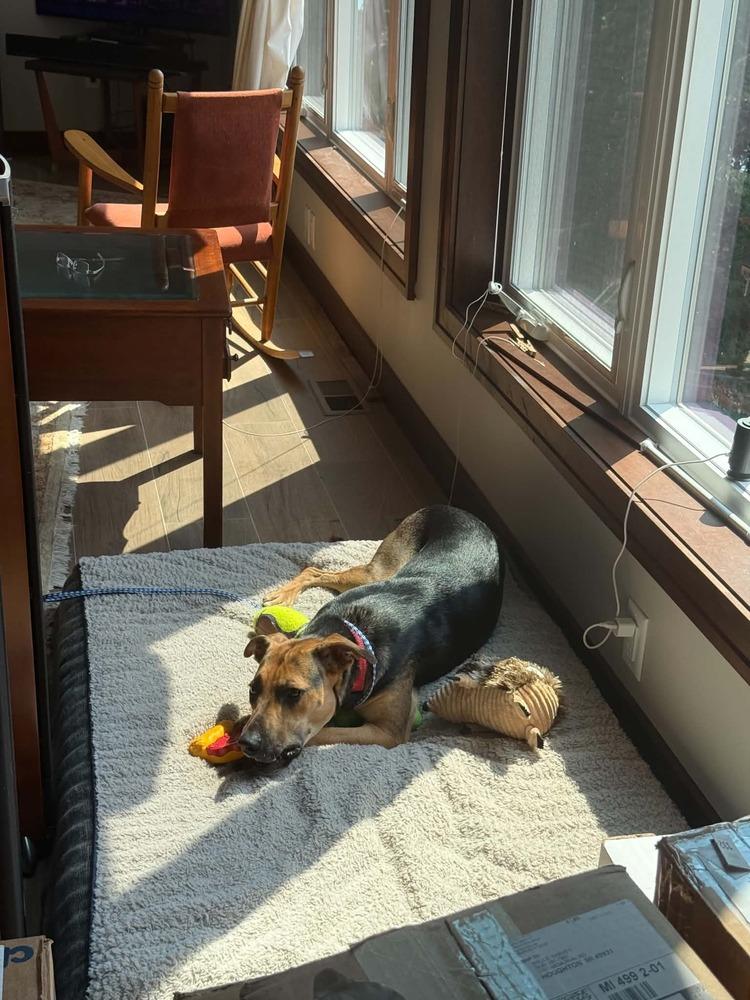 Friday, Adoptable, Adult Female Mixed Breed.
