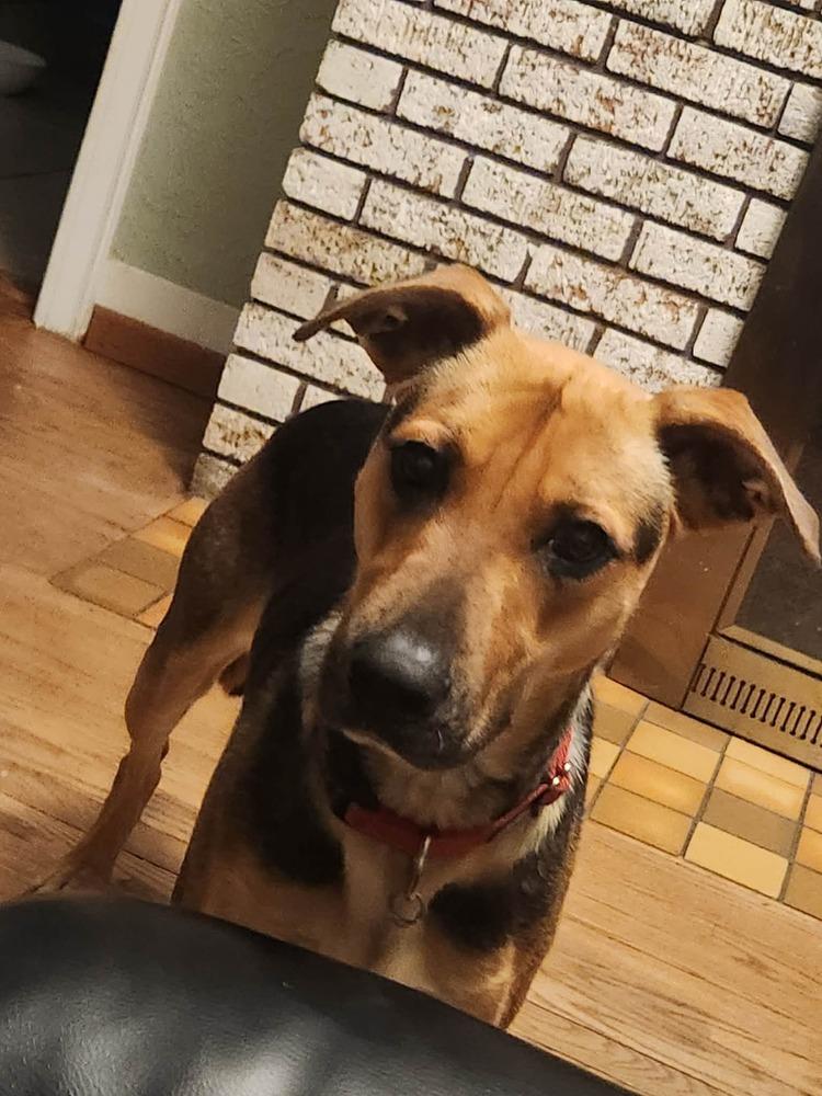 Enlarge Friday, a Adoptable mixed breed in Fredonia, WI image 3/3