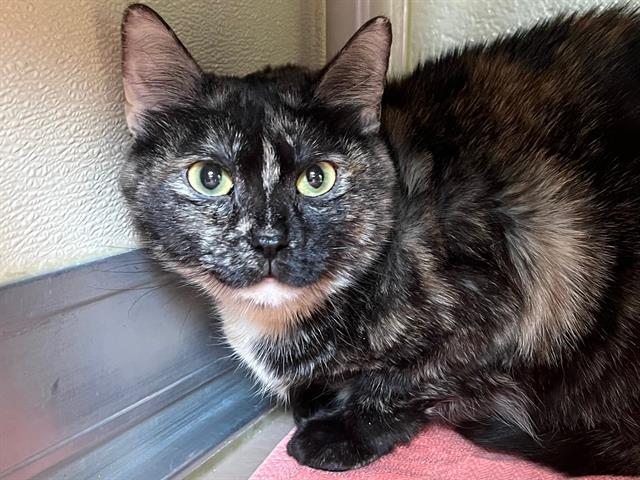 OREO, Adoptable, Adult Female Domestic Short Hair.