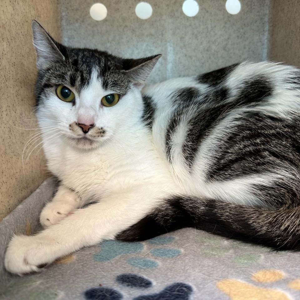 Enlarge Desdemona (ID 50887/1051), a ADOPTABLE Domestic Short Hair in Manassas, VA image 1/1