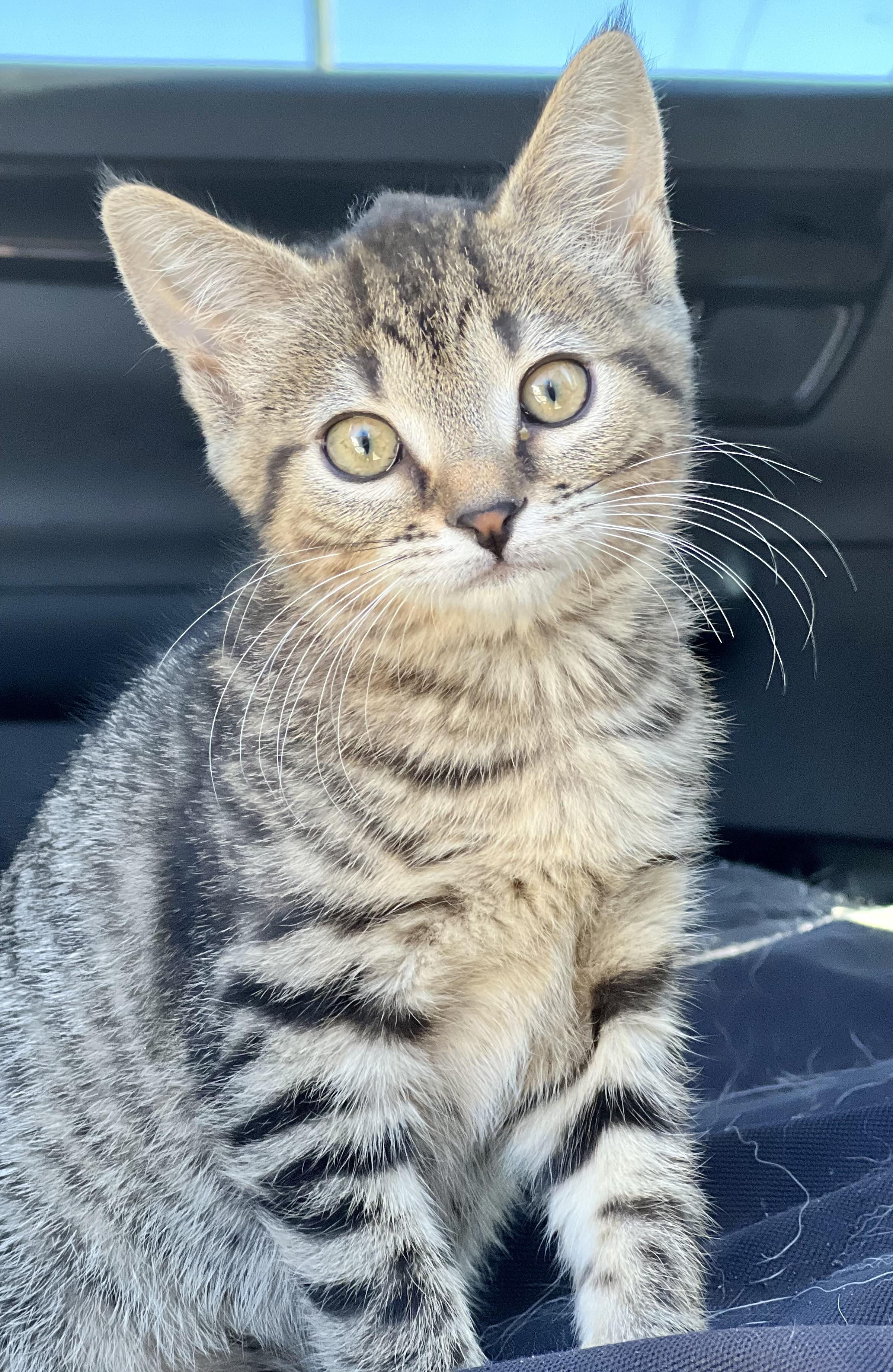 Pretzel, Adoptable, Kitten Female Domestic Short Hair.