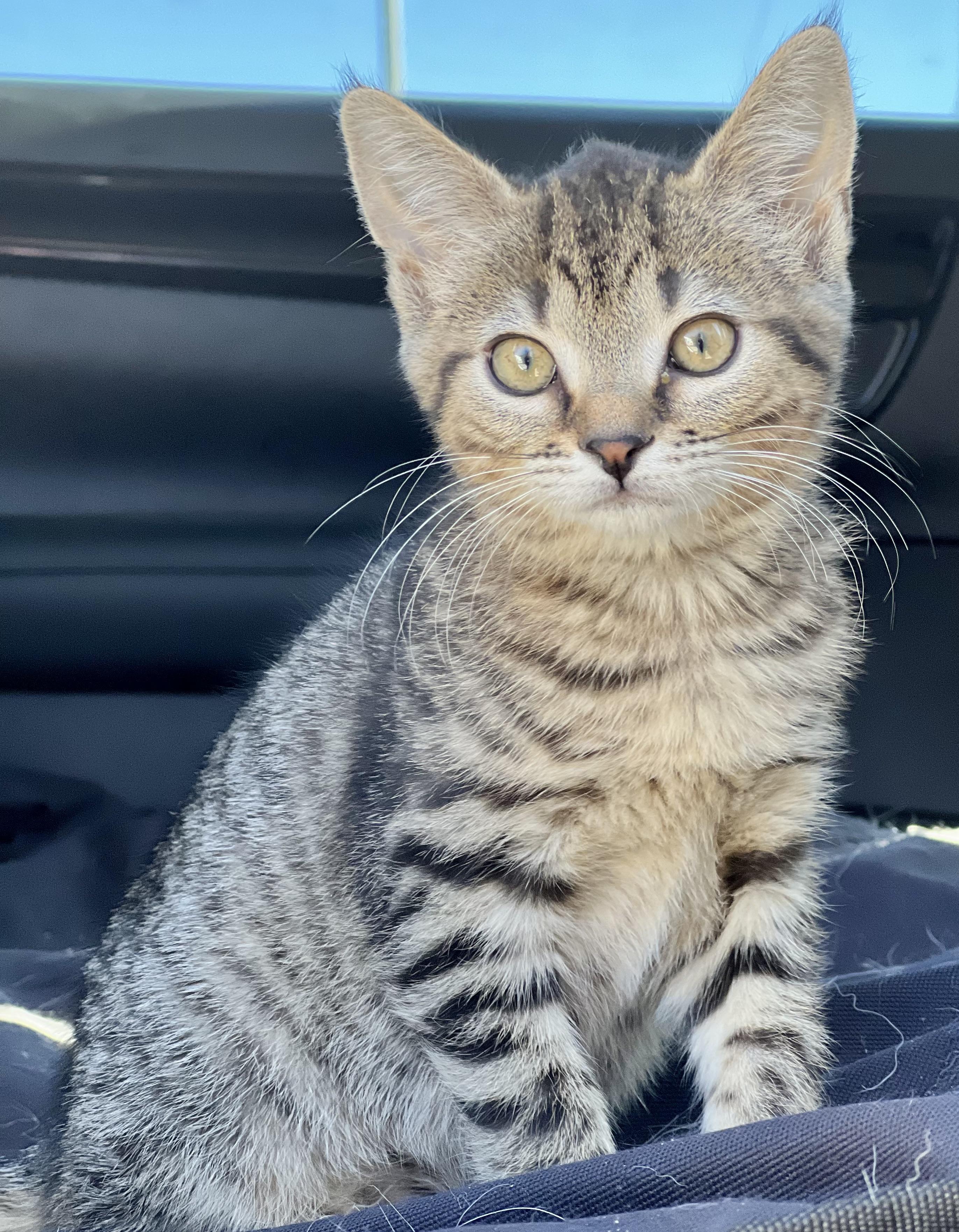 Enlarge Pretzel, a Adoptable mixed breed in Mt Pleasant, SC image 2/6