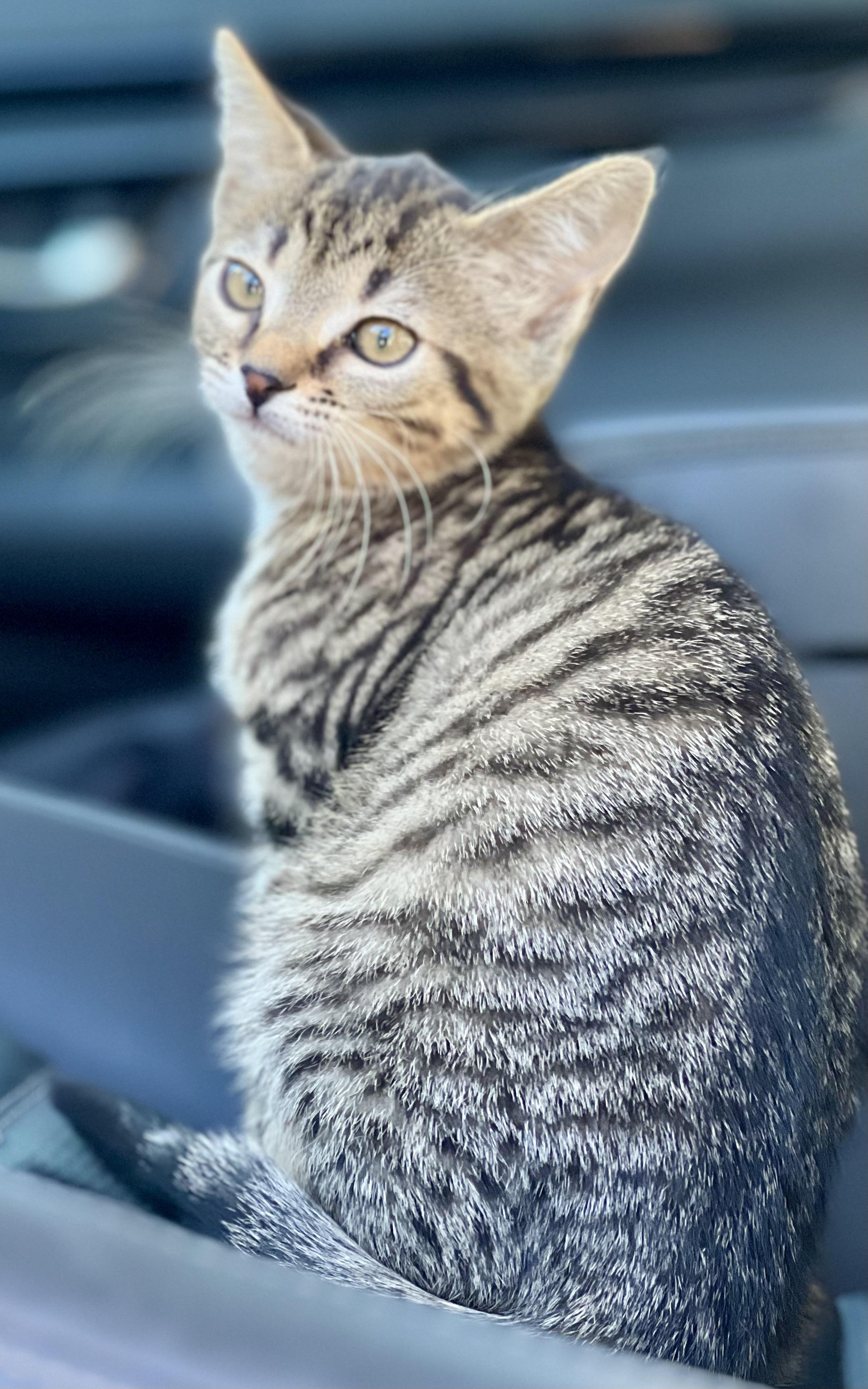 Enlarge Pretzel, a Adoptable mixed breed in Mt Pleasant, SC image 3/6