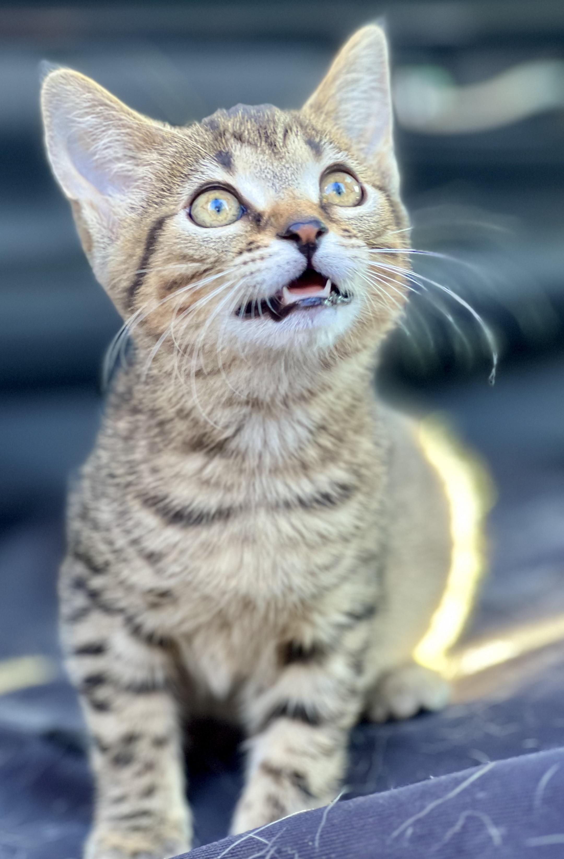 Enlarge Pretzel, a Adoptable mixed breed in Mt Pleasant, SC image 4/6