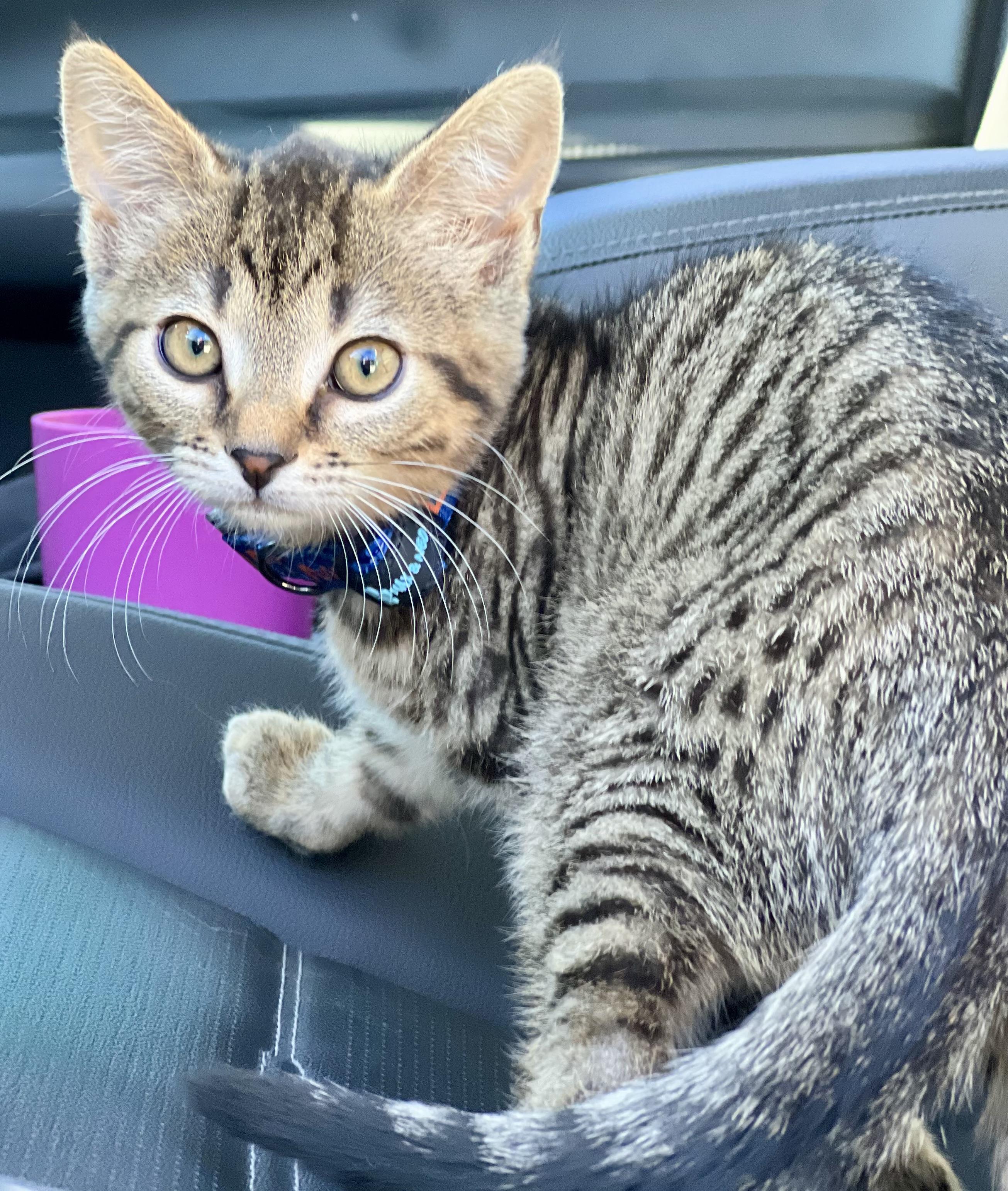 Enlarge Pretzel, a Adoptable mixed breed in Mt Pleasant, SC image 5/6