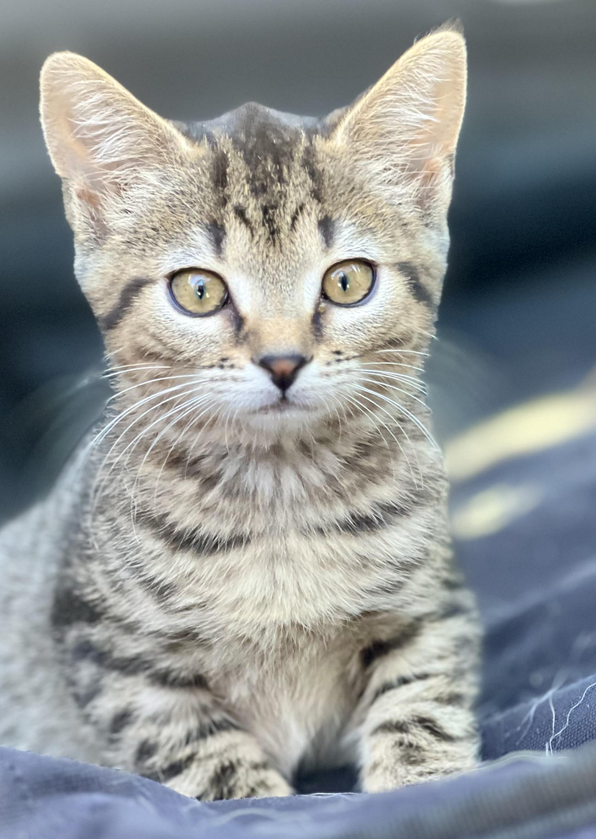 Enlarge Pretzel, a Adoptable mixed breed in Mt Pleasant, SC image 6/6