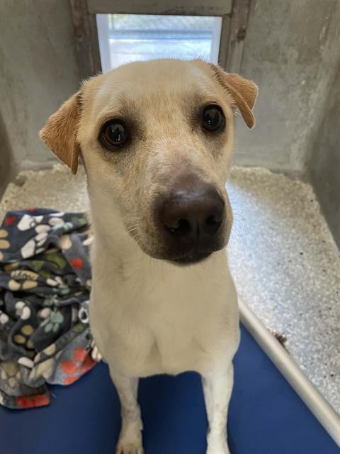 COLBY, Adoptable, Young Male Australian Cattle Dog / Blue Heeler & Shar-Pei.