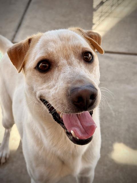 COLBY, Adoptable, Young Male Australian Cattle Dog / Blue Heeler & Shar-Pei.