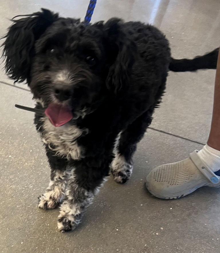 Mike, Adoptable, Adult Male Poodle.
