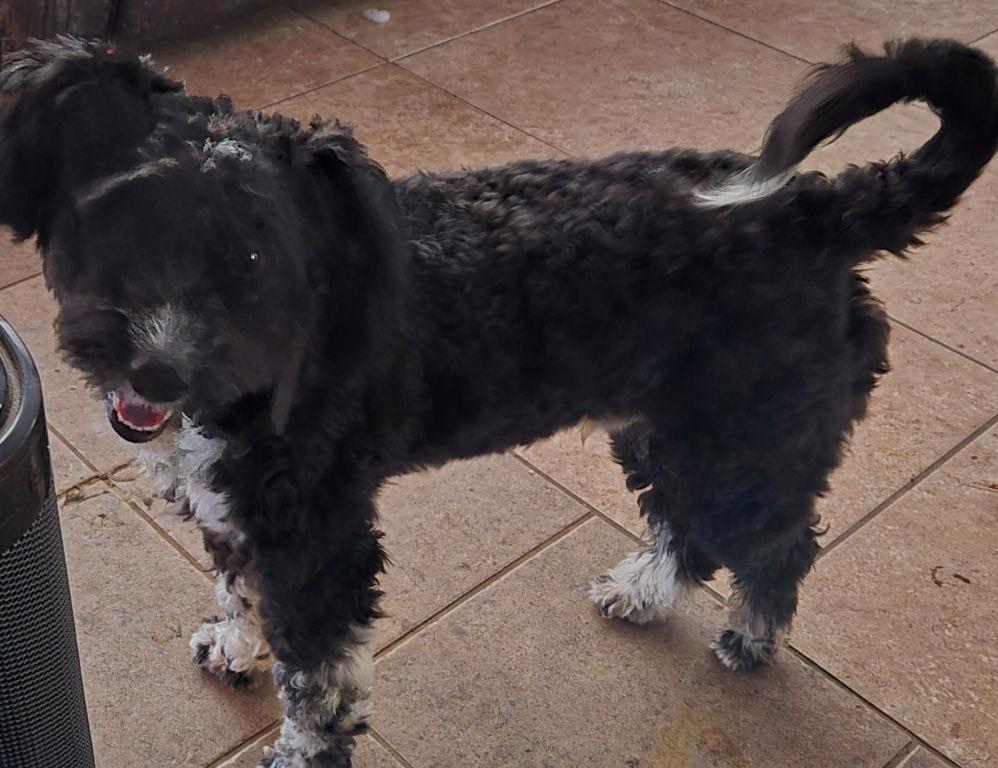 Enlarge Mike, a Adoptable Poodle in San Antonio, TX image 2/3