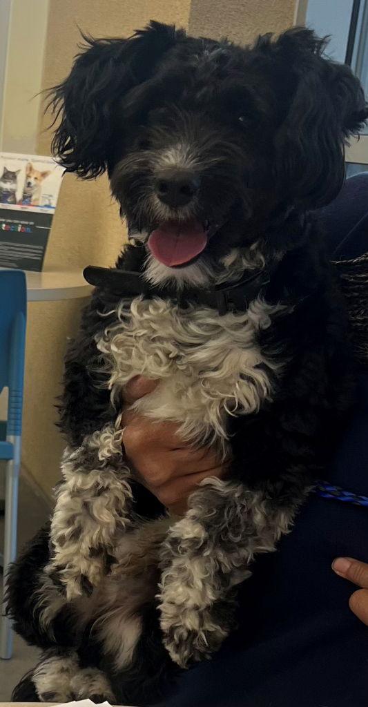 Enlarge Mike, a Adoptable Poodle in San Antonio, TX image 3/3