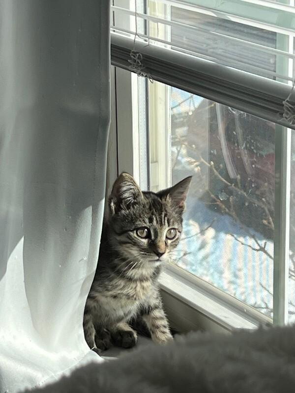 Rye, a Adoptable Domestic Short Hair in Fort Collins, CO image 1/3