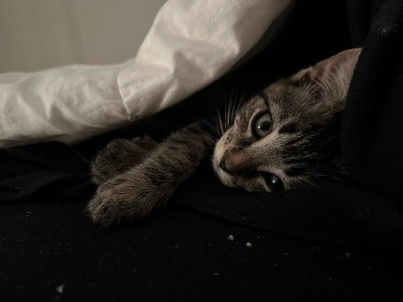 Rye, a Adoptable Domestic Short Hair in Fort Collins, CO image 2/3