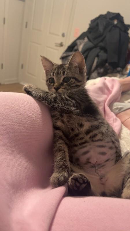 Rye, a Adoptable Domestic Short Hair in Fort Collins, CO image 3/3