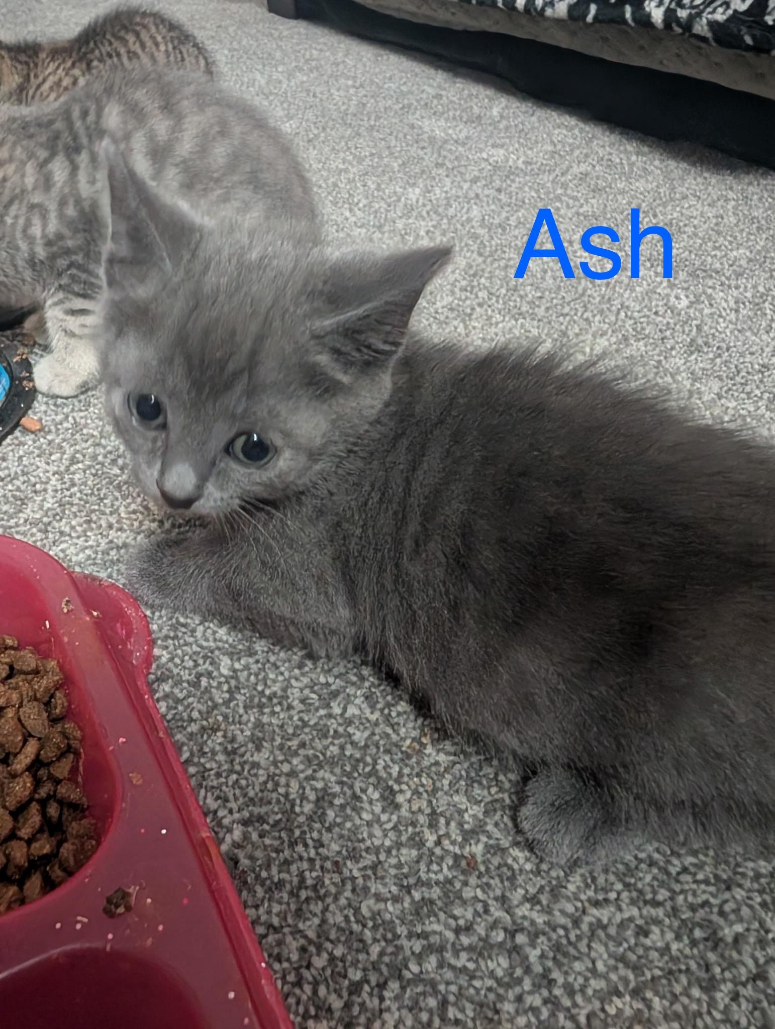 Ash, Baby Male Domestic Short Hair