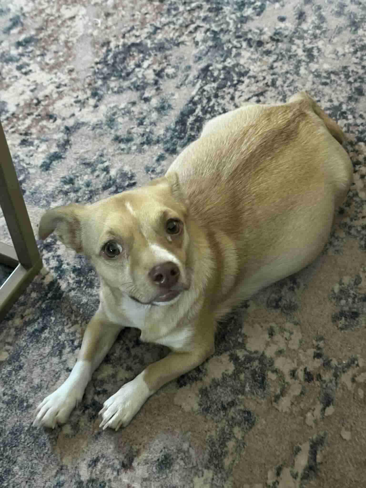 Itsy (Mitsy), a Adopted mixed breed in Tempe, AZ image 2/6