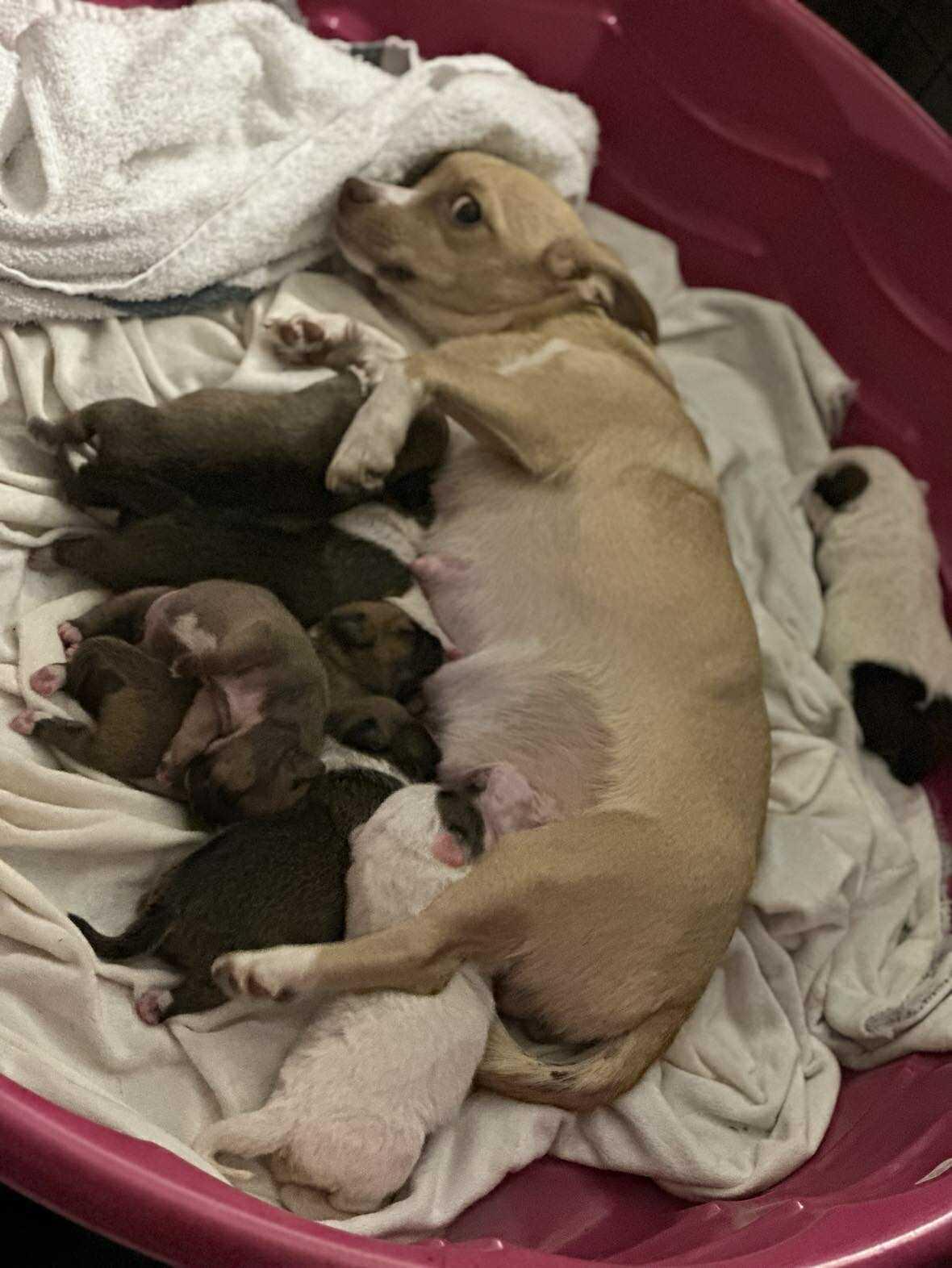 Itsy (Mitsy), a Adopted mixed breed in Tempe, AZ image 3/6