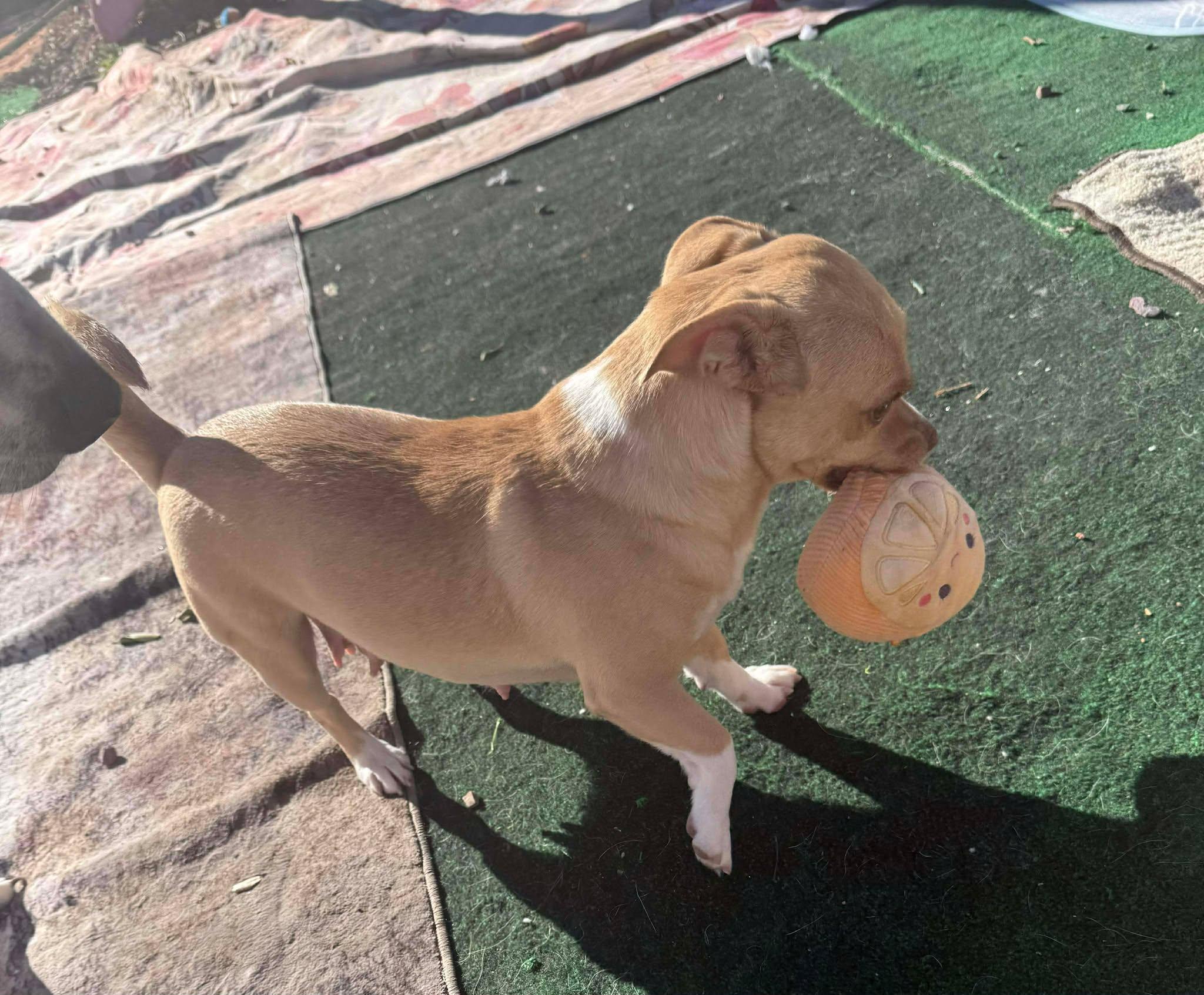 Itsy (Mitsy), a Adopted mixed breed in Tempe, AZ image 4/6