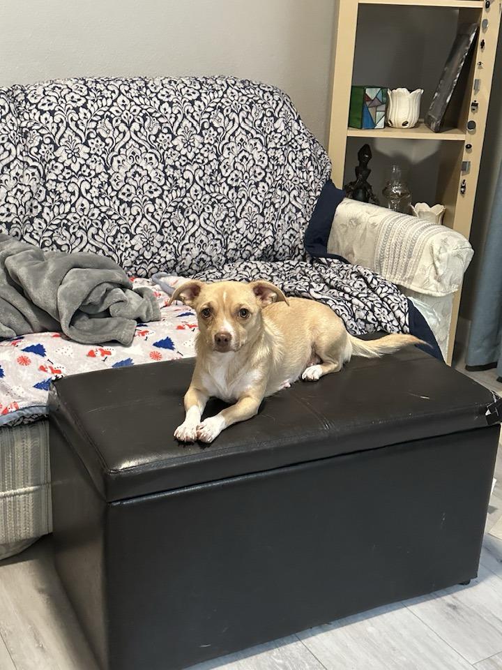 Itsy (Mitsy), a Adopted mixed breed in Tempe, AZ image 5/6