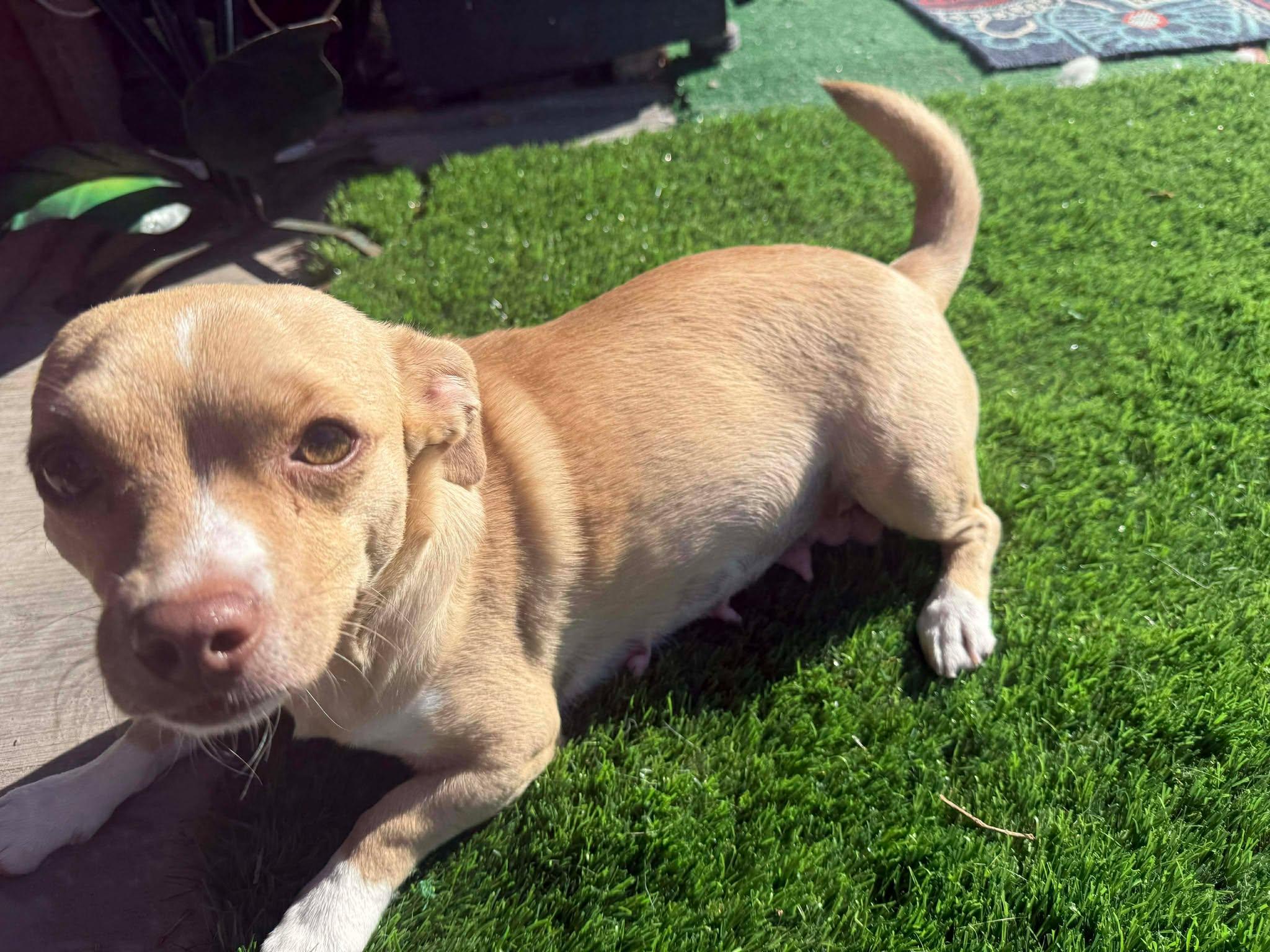 Itsy (Mitsy), a Adopted mixed breed in Tempe, AZ image 6/6