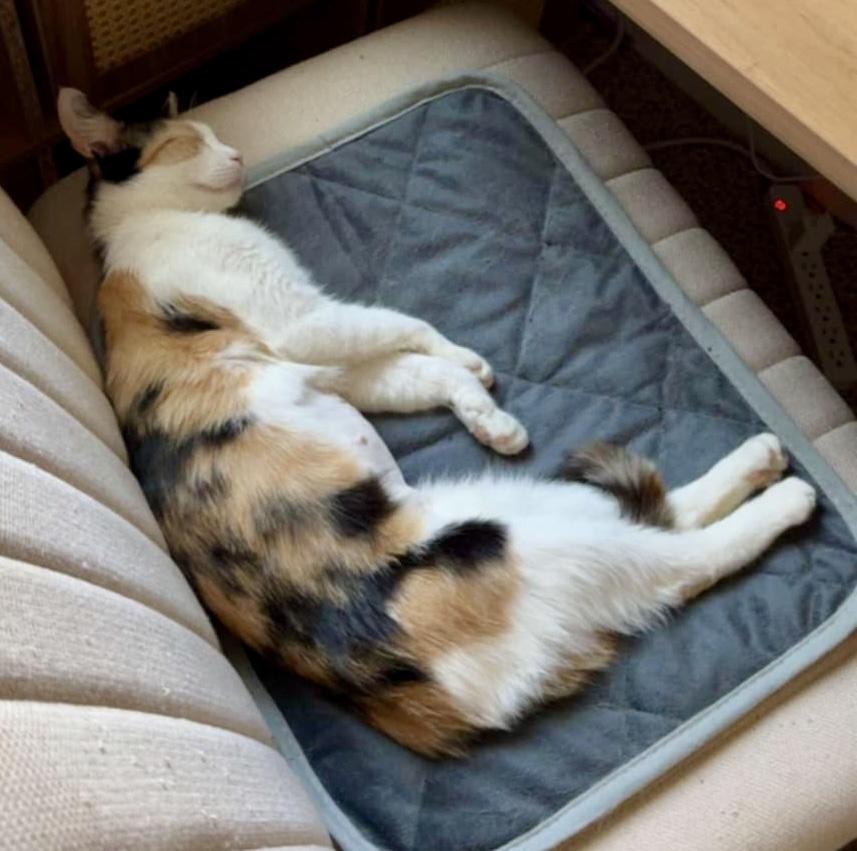 Quesadilla (courtesy post)