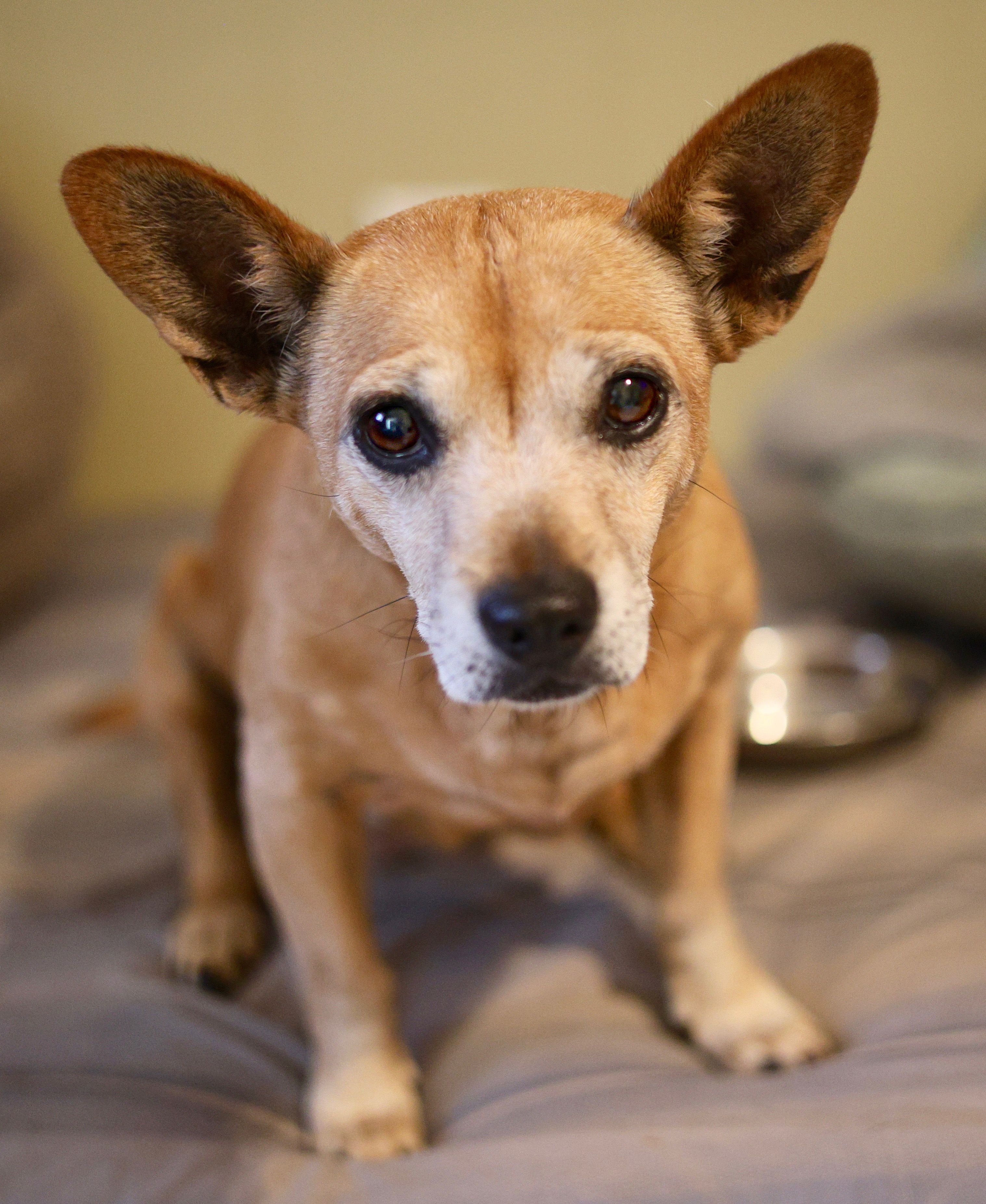 Enlarge Holly, a Adopted mixed breed in Guntersville, AL image 2/4