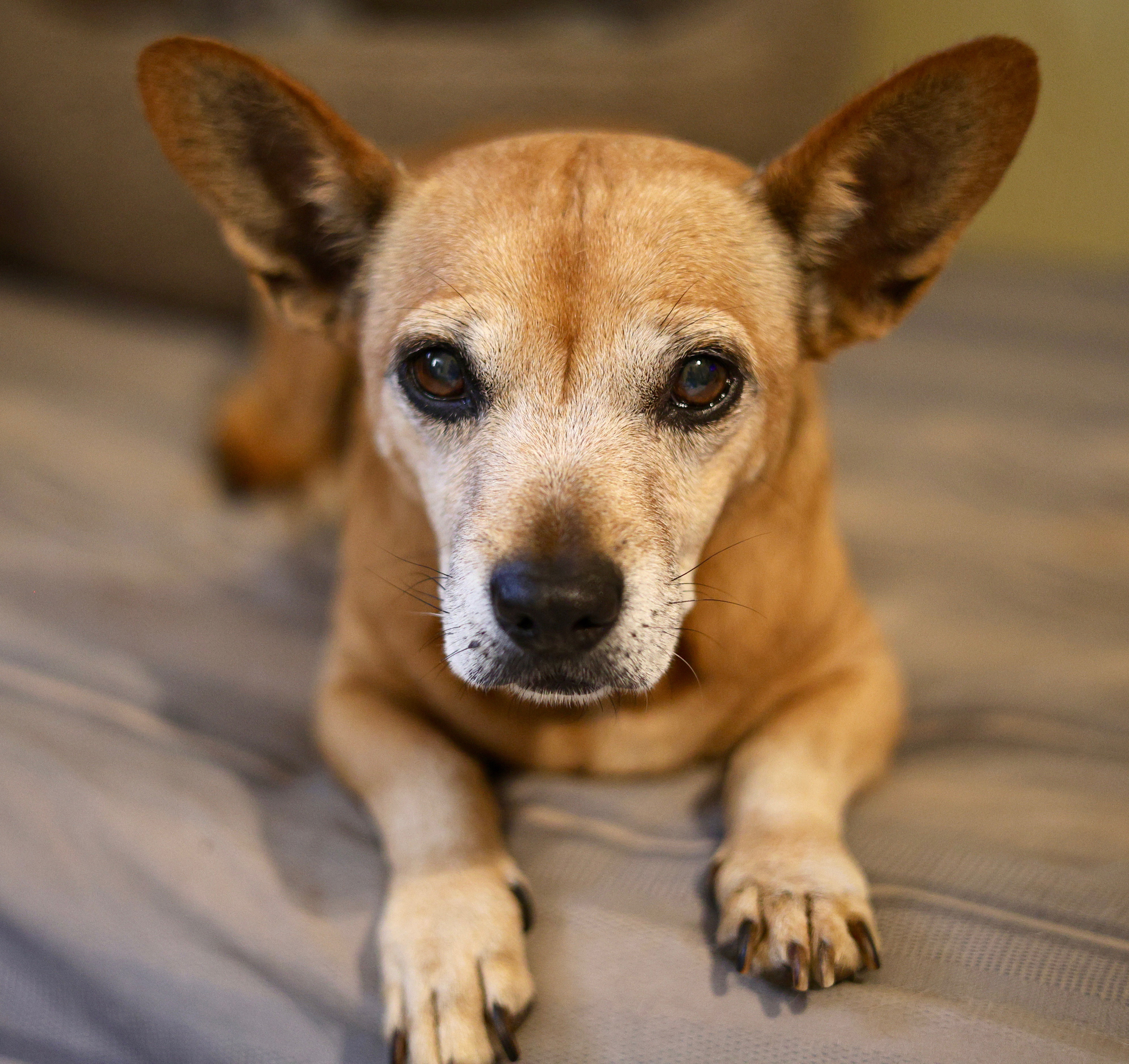 Enlarge Holly, a Adopted mixed breed in Guntersville, AL image 1/4