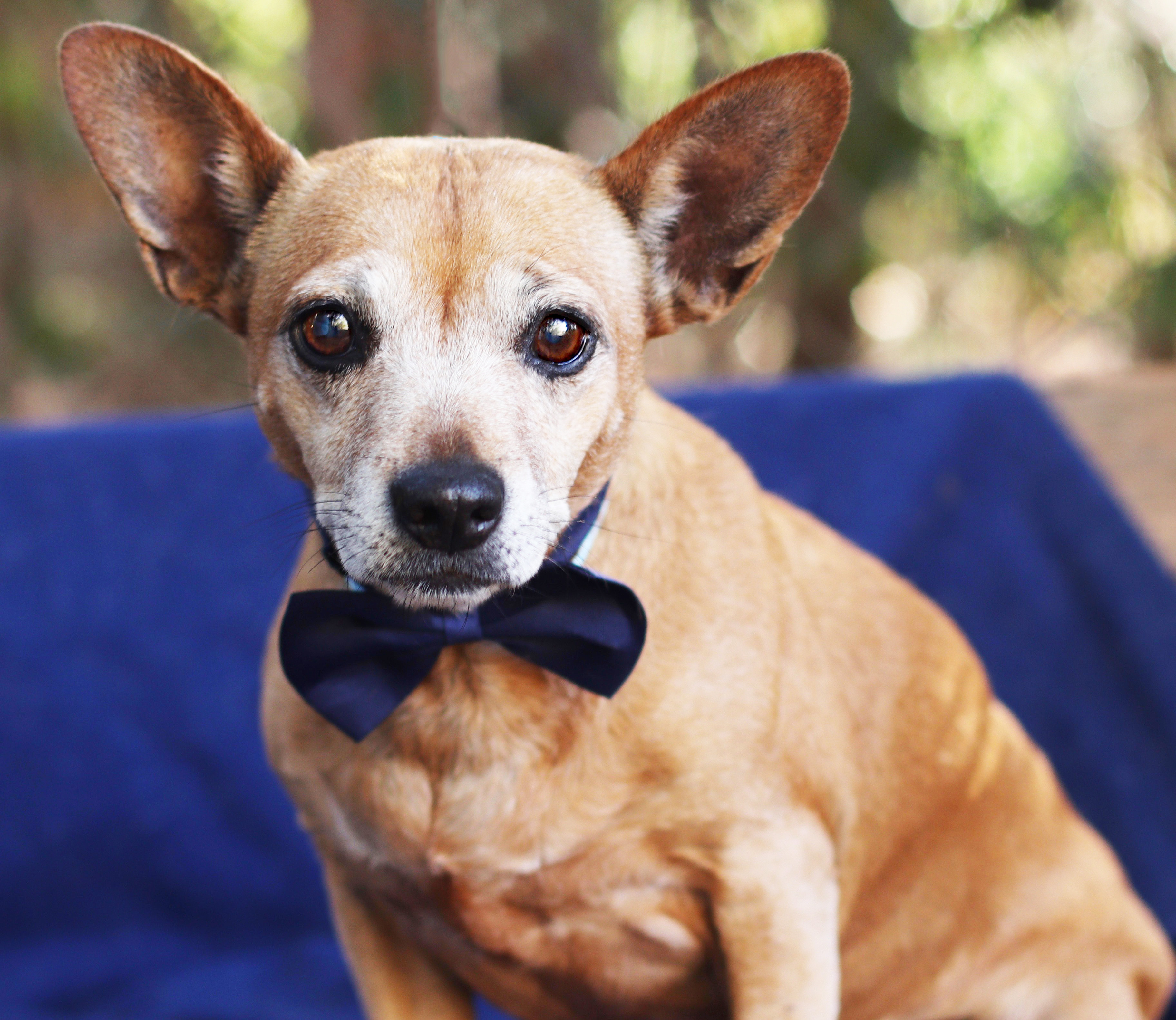 Enlarge Holly, a Adopted mixed breed in Guntersville, AL image 4/4